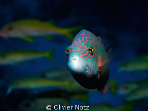 Cheeklined splendor wrasse. This fish was always at the s... by Olivier Notz 